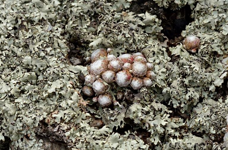 Sempervivum arachnoideum ssp. tomentosum - Filzige Spinnweb-Hauswurz