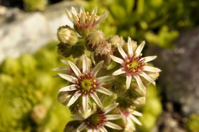 Sempervivum calcareum 'Little' 
