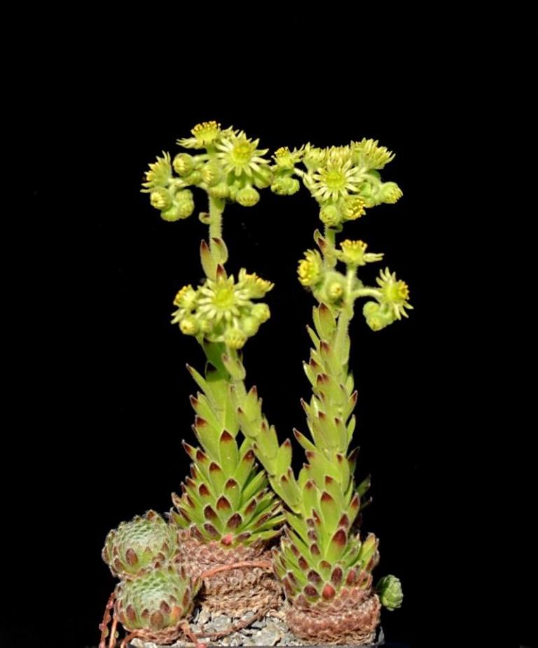Sempervivum ciliosum ssp. ciliosum (var. galicicum)