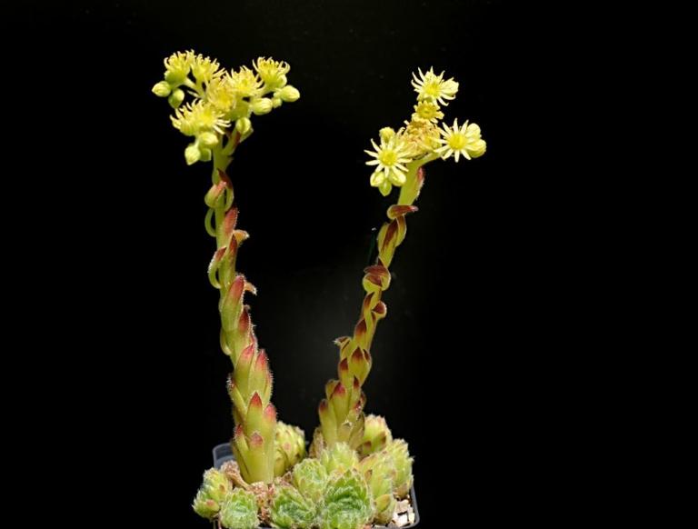 Sempervivum ciliosum ssp.ciliosum (borisii)