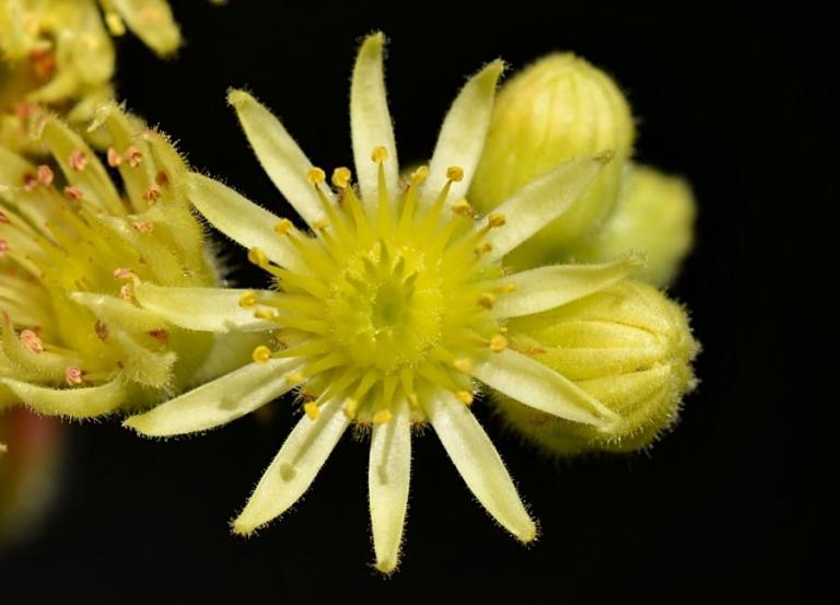 Sempervivum ciliosum ssp.ciliosum (borisii)