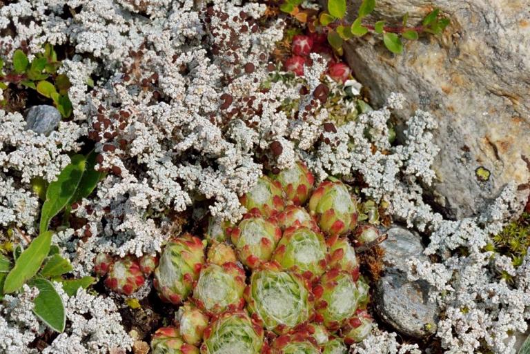 Sempervivum arachnoideum u. Stereocaulon dactylophyllum - die Fingerblättrige Korallenflechte