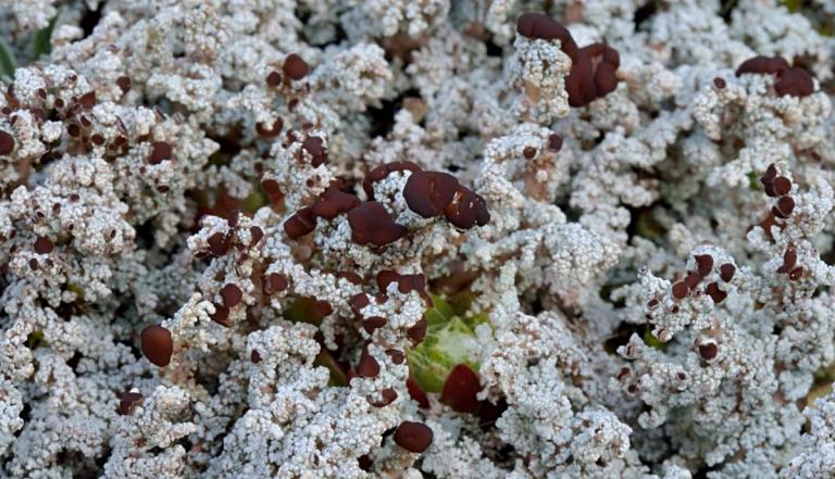 S. arachnoideum u. Stereocaulon dactylophyllum - die Fingerblättrige Korallenflechte in Blüte