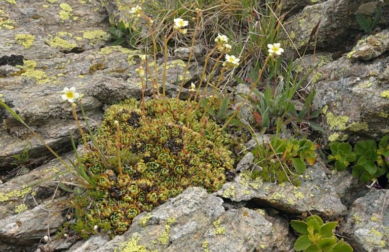 Saxifraga paniculata - Riespen-Steinbrech