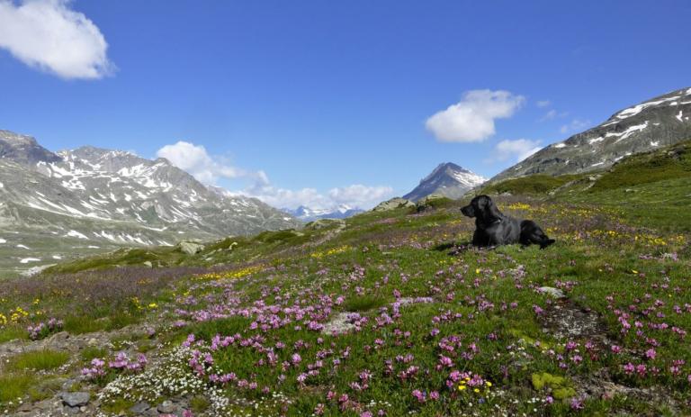  Alpine Blumenwiese