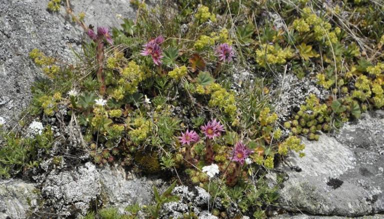 Sempervivum montanum  u. Alchemilla - der Alpen-Frauenmantel 