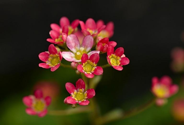 Saxifraga 'Jack' mit leuchtend roten Blüten