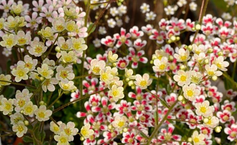 Saxifraga 'Mary'-S. 'Southside Red'