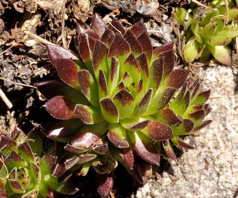 Sempervivum montanum ssp. stiriacum