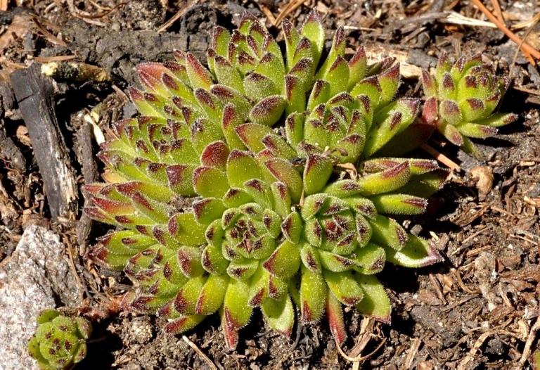 Sempervivum montanum ssp. stiriacum