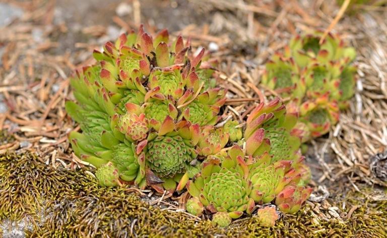 Sempervivum montanum ssp. stiriacum - Steierische Berg-Hauswurz