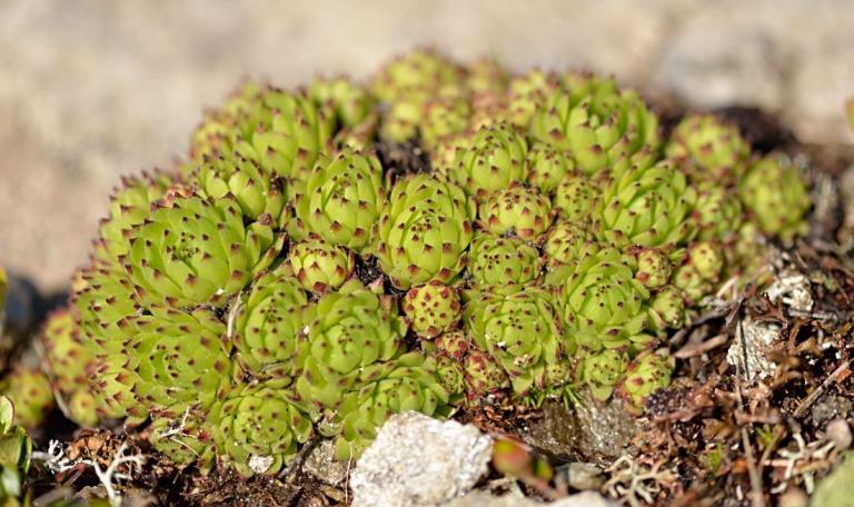 Sempervivum montanum ssp. stiriacum - Steirische Berg-Hauswurz