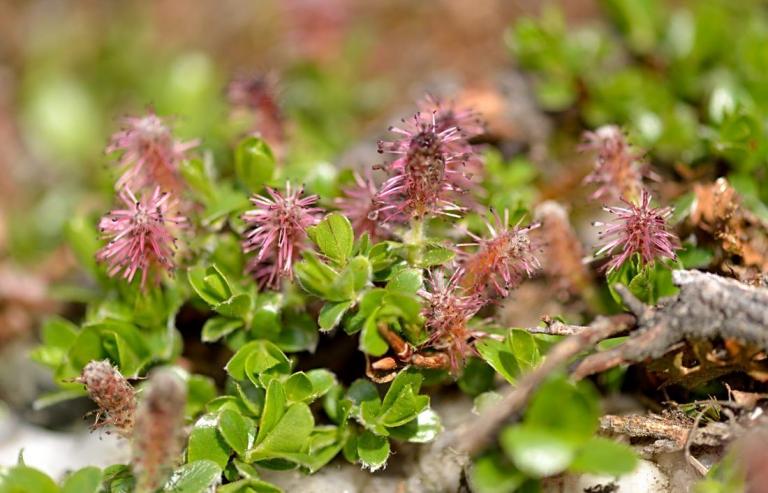 Salix retusa - Stumpfblättrige Weide mit männlichen Kätzchen