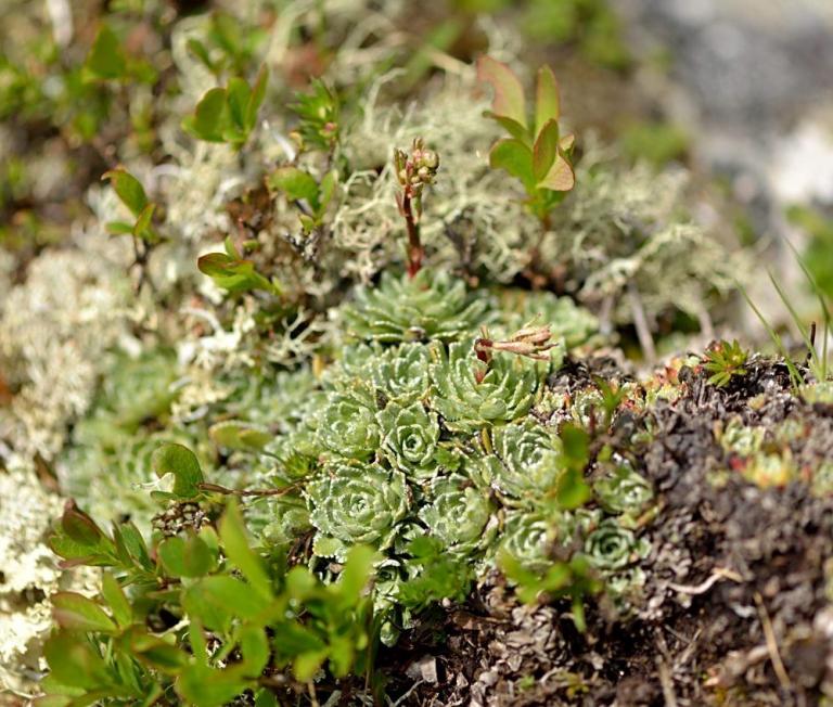 Saxifraga paniculata - Rispen-Steinbrech