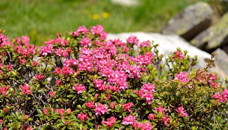 Rhododendron ferrugineum - Rostblättrige Alpenrose