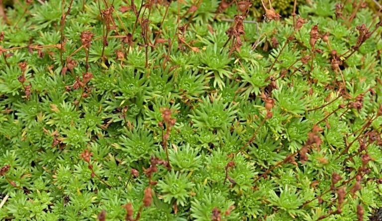Saxifraga exarata ssp. moschata-Moschus-Steinbrech