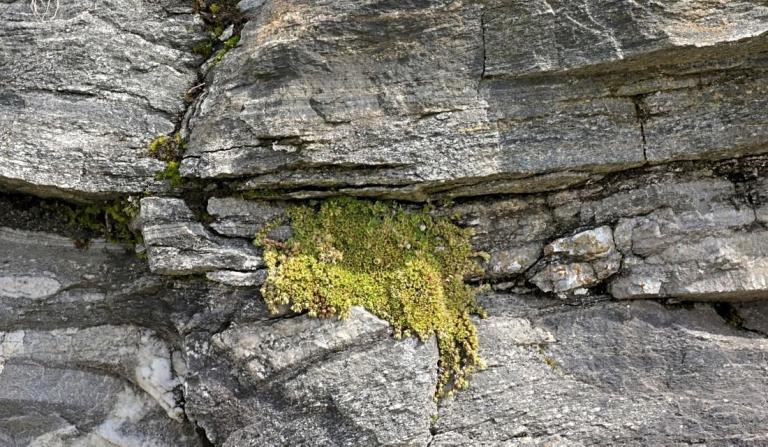 Saxifraga bryoides der Moos-Steinbrech