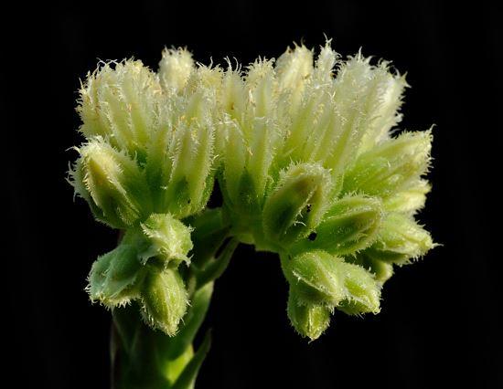 Sempervivum globiferum ssp. allionii 
