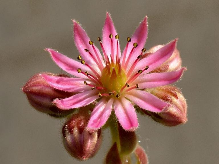 Sempervivum arachnoideum ssp. tomentosum x S. pittonii