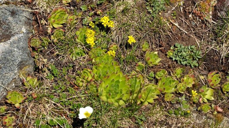 Draba aizoides - Immergrünes Felsenblümchen mit S. grandiflorum-Großblütige-Hauswurz