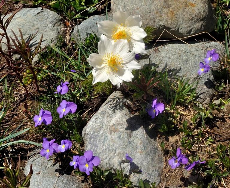 Viola calcarata ssp. villarsiana - Villars' Stiefmütterchen