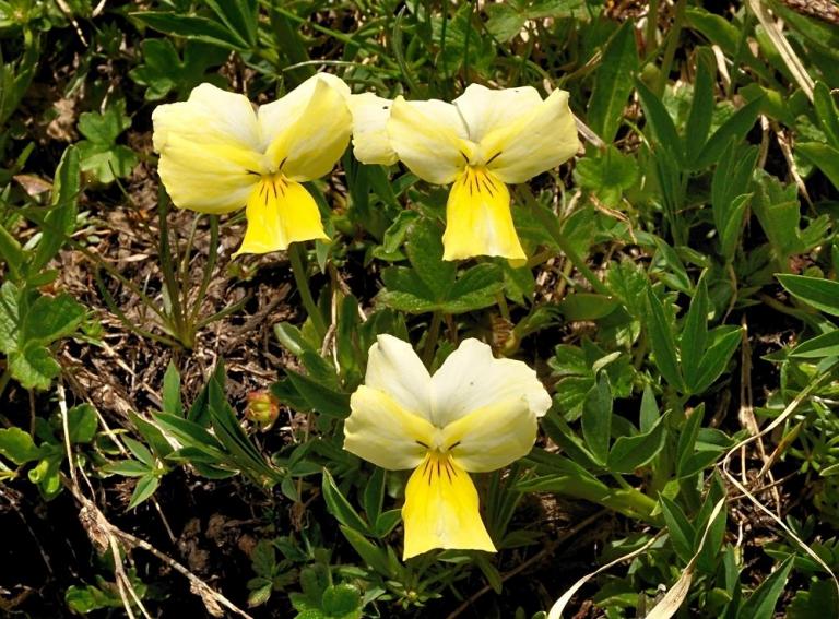Viola calcarata ssp. cavillieri - Cavilliers Stiefmütterchen