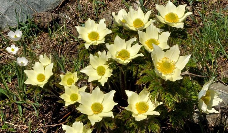 Pulsatilla alpina ssp. apiifolia die gelbe Alpen- Kuhschelle oder Schwefel-Anemone 