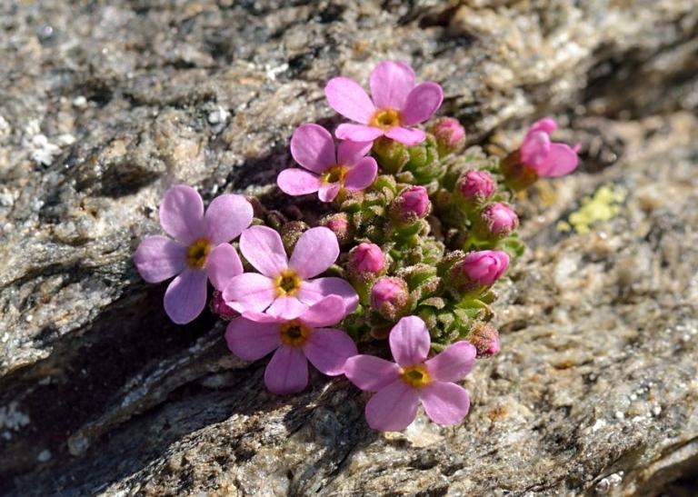 Androsace alpina, auffallend ist, dass die frischen Blüten und auch die Blütenknospen eine rosa Färbung zeigen.