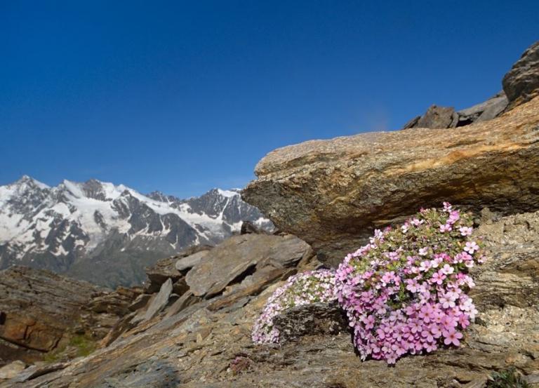 Androsace alpina - Alpen-Mannsschild