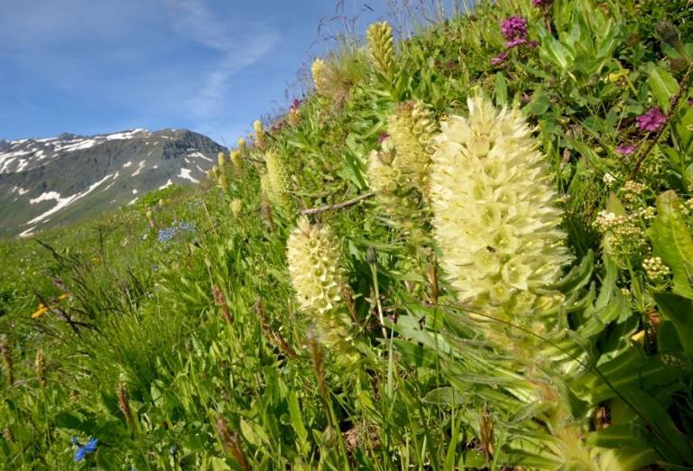 Campanula thyrsoides - Strauß-Glockenblume am Furkapass/Wallis
