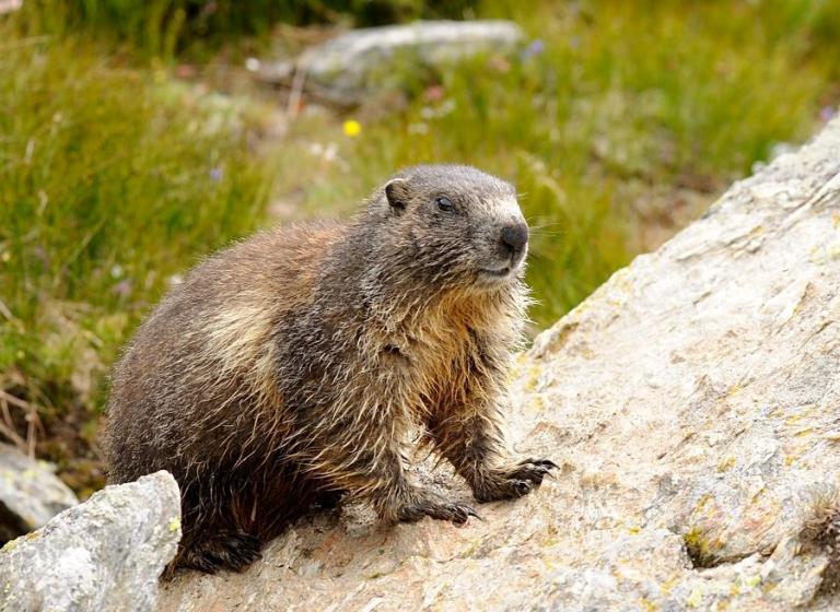 Marmota - das Murmeltier wird in der Schweiz auch Munggen genannt.
