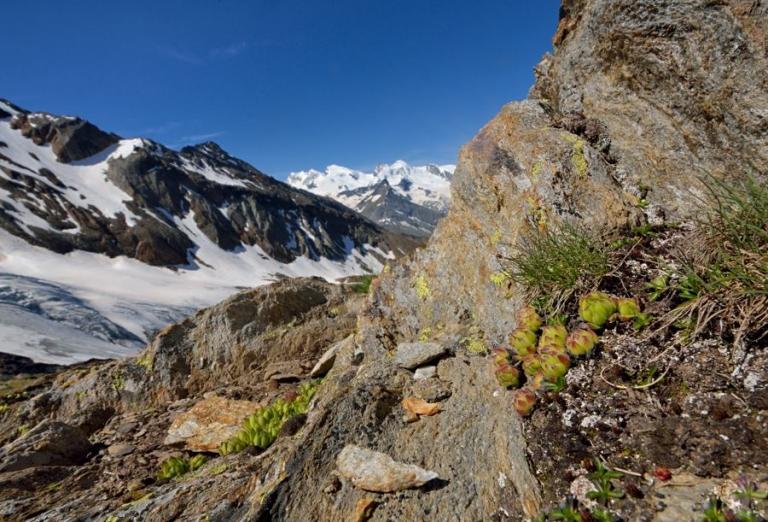 Sempervivum montanum - zwei kleine Polster der Berg-Hauswurz waren am Standort (3100 m) zu finden.