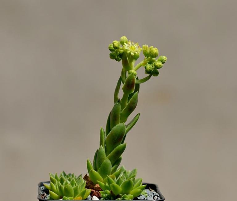 Sempervivum x feigeanum