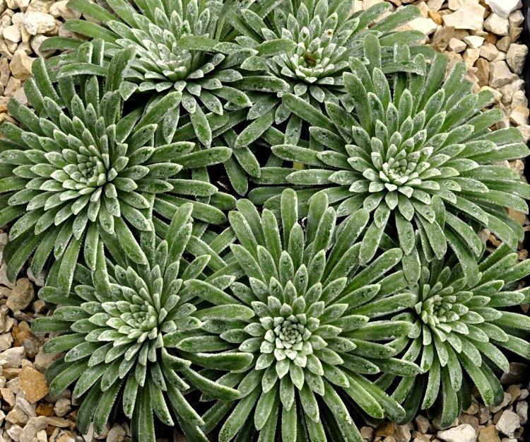 Saxifraga longifolia x S. callosa var. australis 'Lantoscana'