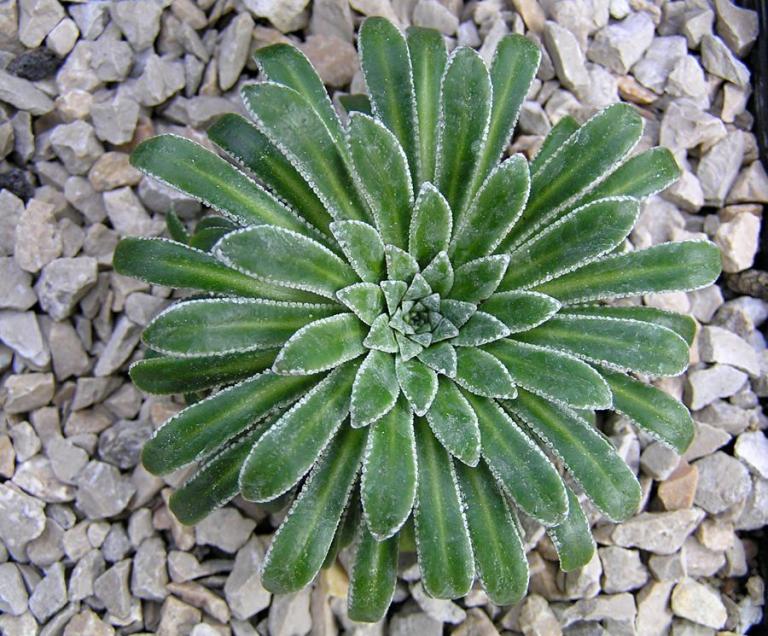 Saxifraga longifolia x S. crustata, Typ 1