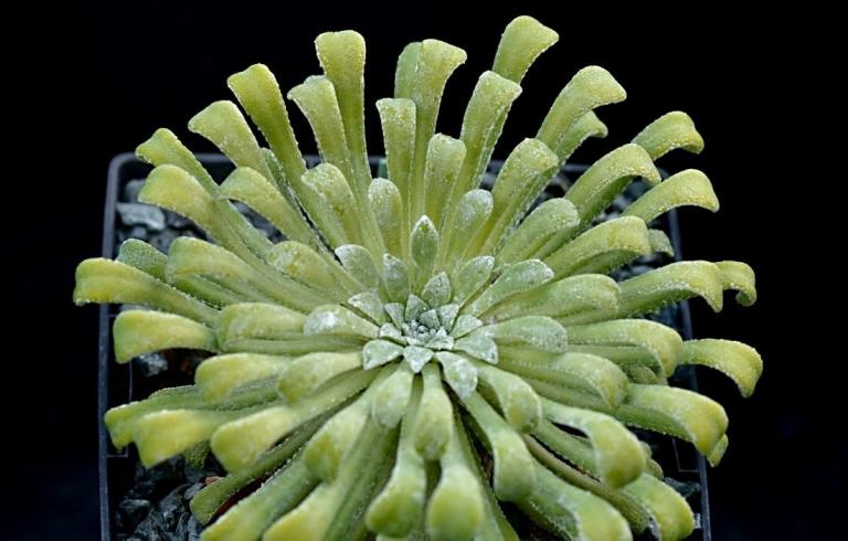 Saxifraga longifolia x S. cochlearis