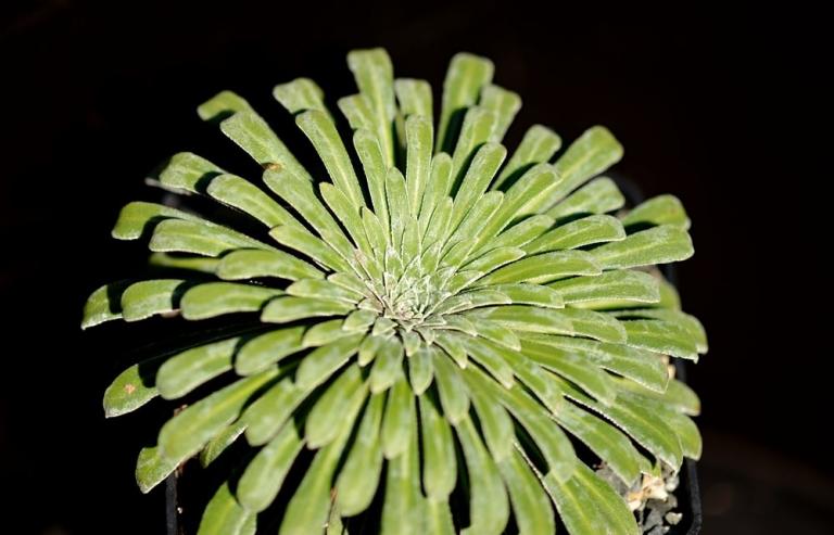 Saxifraga longifolia x S. catalaunica Typ 3