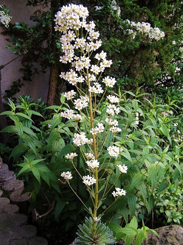 Saxifraga longifolia x S. hostii Typ 3