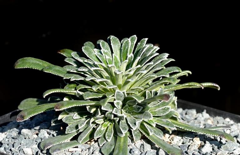 Saxifraga longifolia x S. catalaunica Typ 1
