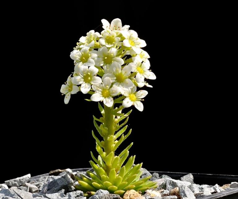 Saxifraga longifolia x S. paniculata. Der Blütenstand ist 8 cm groß Typ 1