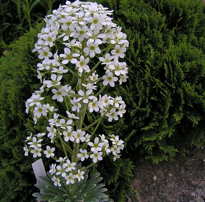 Saxifraga longifolia x S. hostii Typ 1