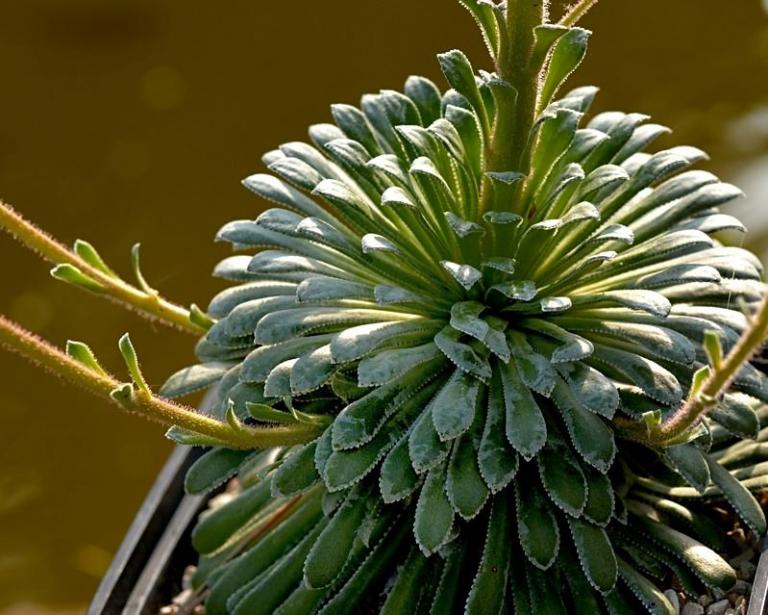 Saxifraga longifolia x S. paniculata Typ 2