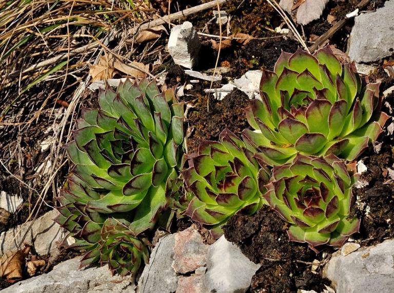 Sempervivum tectorum mit Saxifraga paniculata. Nähe Spiazzi, Monte Baldo - Ostseite