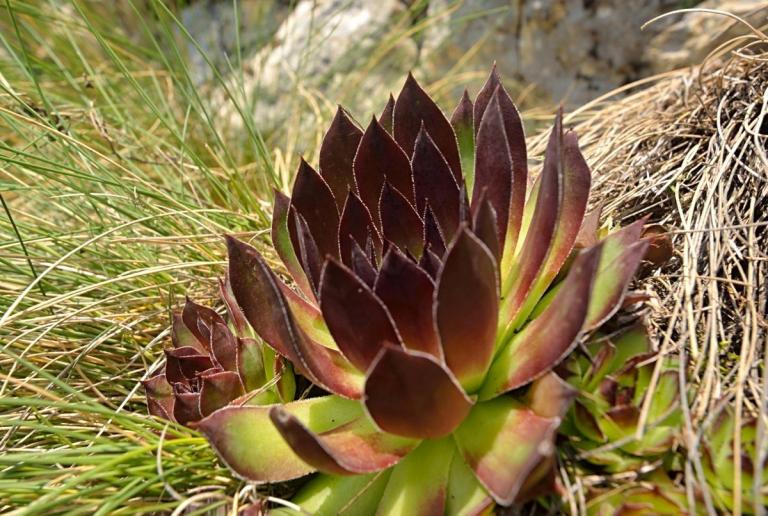 Die Dach-Hauswurz (Sempervivum tectorum), Monte Baldo