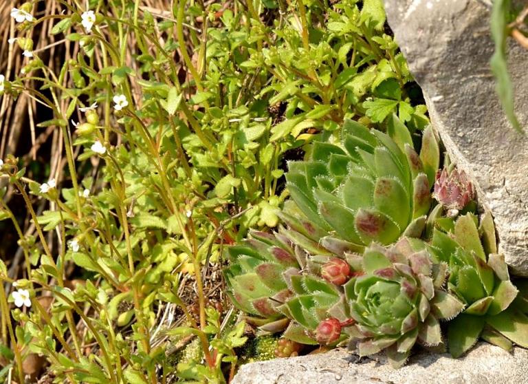 Sempervivum globiferum L. ssp. lagarinianum mit dem Dreifinger-Steinbrech (Saxifraga tridactylites)