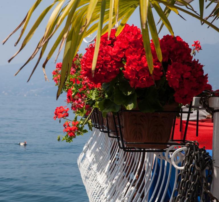 Palmen, Blumen und der See... (Torri del Benaco)