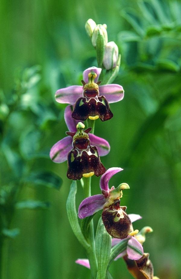 Farbvarianten der Hummel-Ragwurz (Ophrys holoserica)
