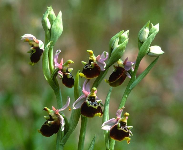Farbvarianten der Hummel-Ragwurz (Ophrys holoserica)