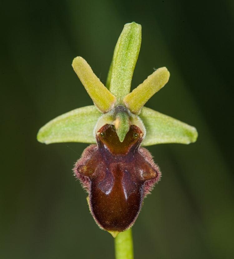 Die Spinnen-Ragwurz (Ophrys specodes)