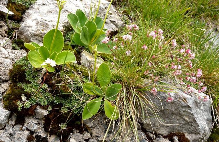 Der  Hügel-Meier auch Hügel-Meister (Asperula cynanchica) mit der Aurikel oder Alpenaurikel (Primula auricula)
